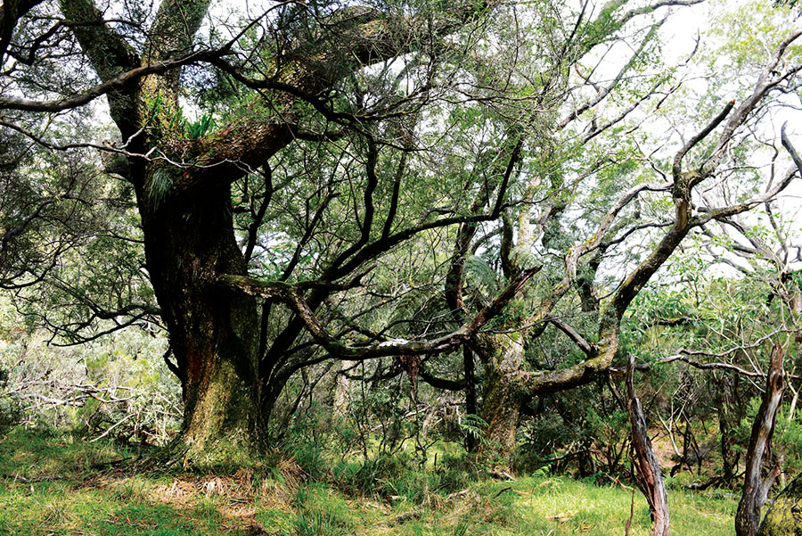 Foret riv. de l'est 111