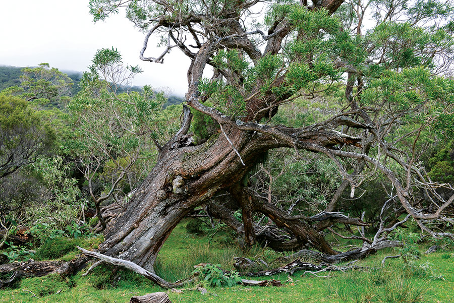 Foret riv. de l'est 114