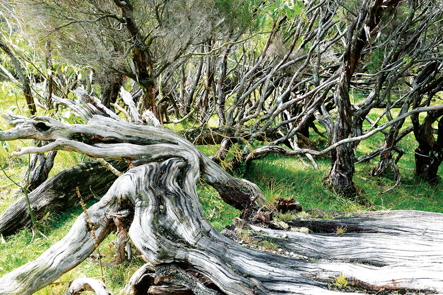Foret riv. de l'est 130