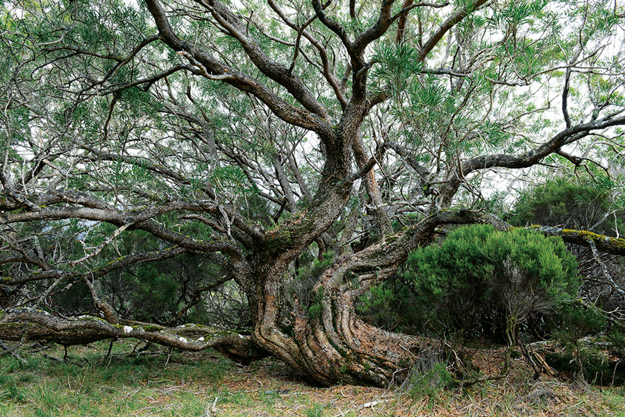 Foret riv. de l'est 105