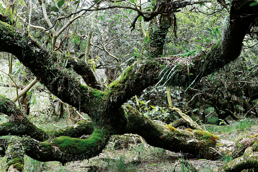 Foret riv. de l'est 116