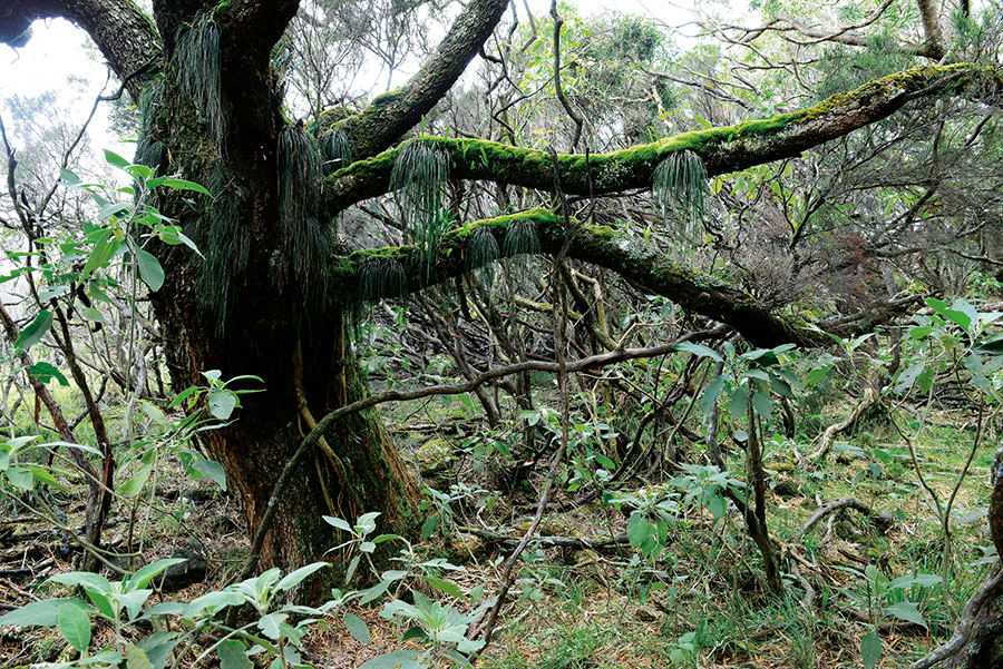 Foret riv. de l'est 118