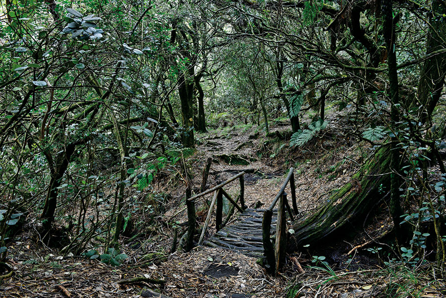 Foret riv. de l'est 128