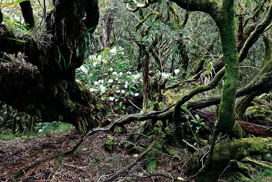 Foret riv. de l'est 119
