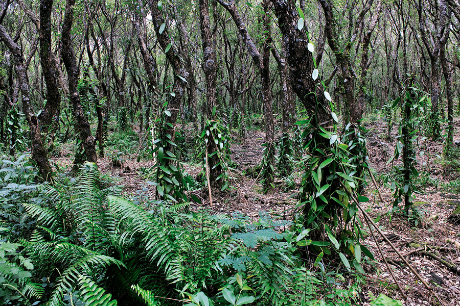 Foret mare longue 101