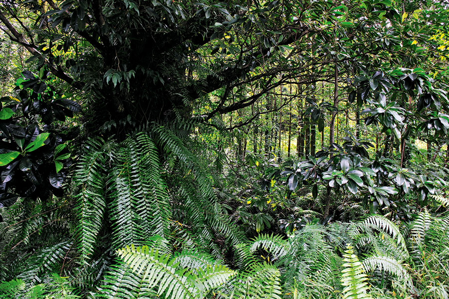 Foret bellouve 101