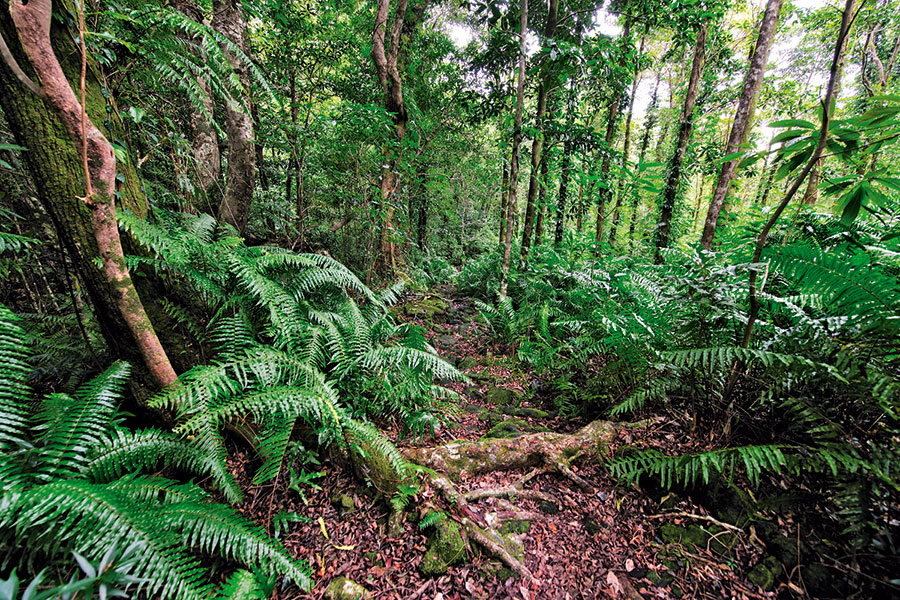 Foret mare longue 100