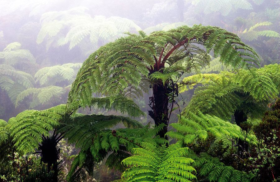 Forêts 100
