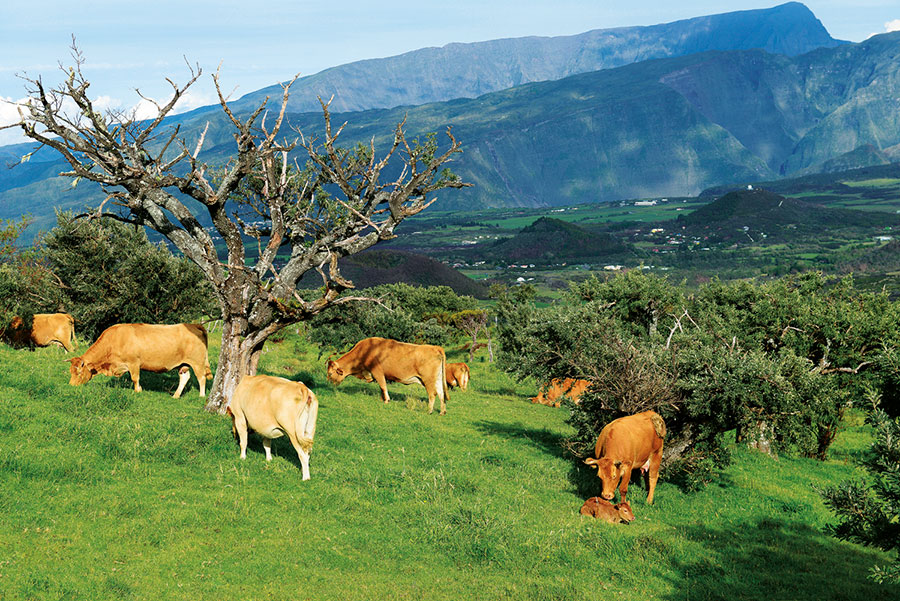 Plaine des cafres 102