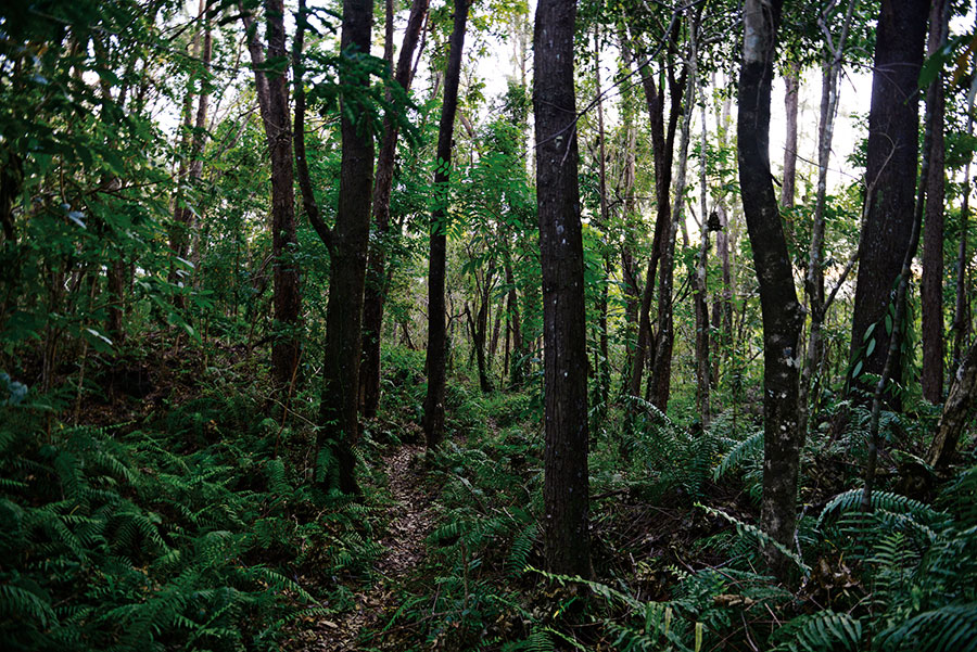Sud foret tevelave 105