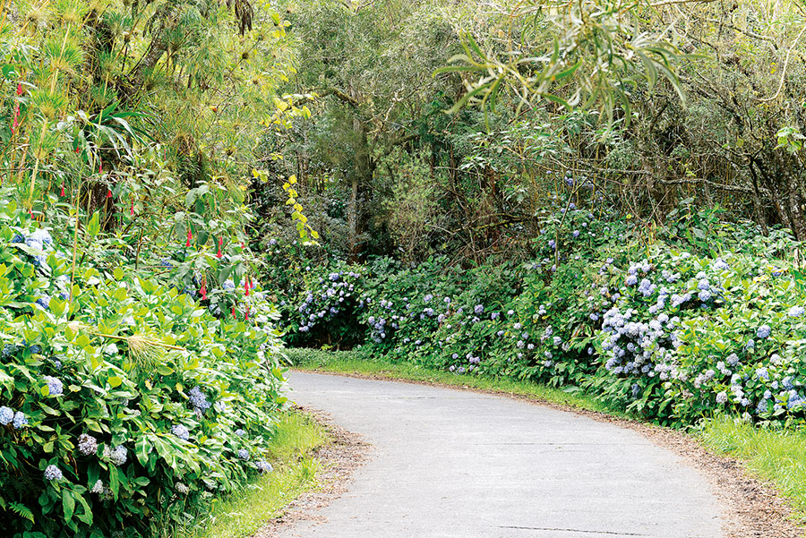 Sud foret tevelave 101