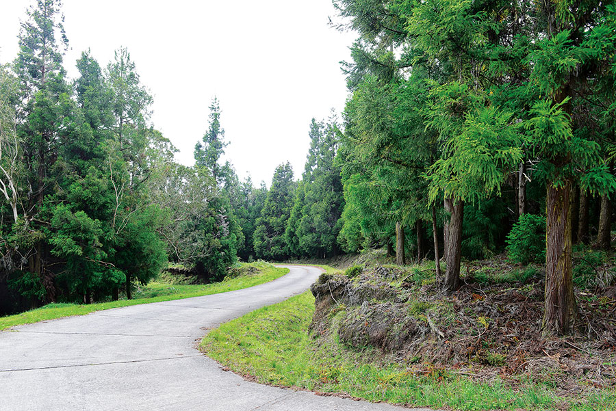 Sud foret tevelave 104