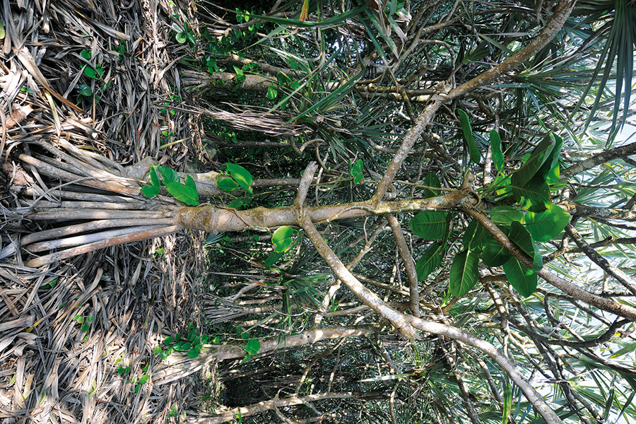 Sud sauvage 118