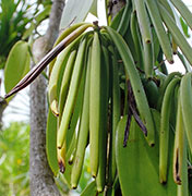 Fruits 108