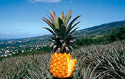 Fruits 104