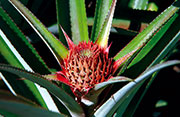 Fruits 105