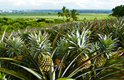 Fruits 109