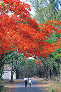 Flamboyant 104