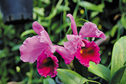 Orchidees 140