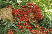 Fruits 103