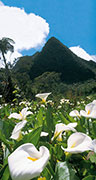 Flore 113