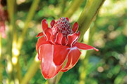 Flore 123