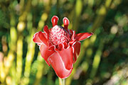 Flore 111