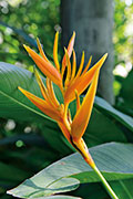 Flore 109