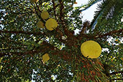 Fruits 107