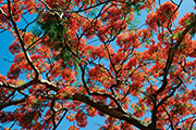Flamboyant 105