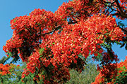 Flamboyant 107