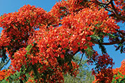 Flamboyant 103