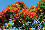 Flamboyant 102