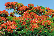 Flamboyant 106