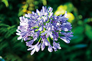 Flore 130
