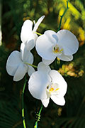 Orchidees 183