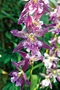 Orchidees 156