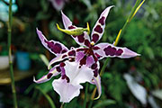 Orchidees 110