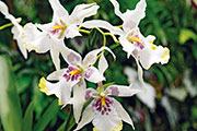 Orchidees 124