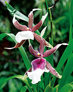 Orchidees 102