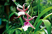 Orchidees 158