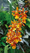 Orchidees 130