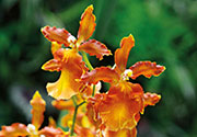 Orchidees 184