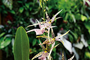 Orchidees 120