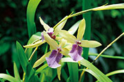 Orchidees 174