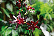 Orchidees 182