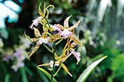 Orchidees 148