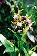 Orchidees 105