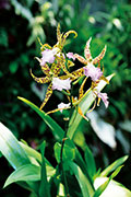 Orchidees 190