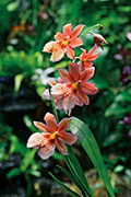 Orchidees 117